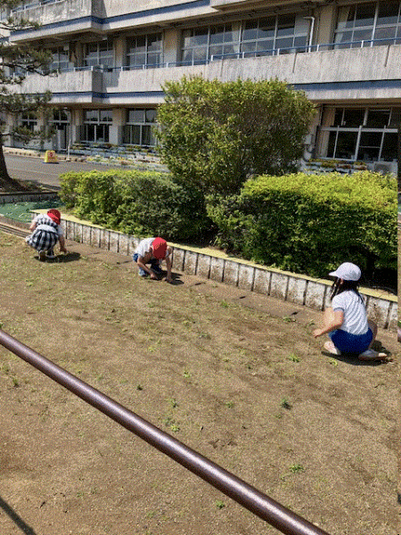 草取り２