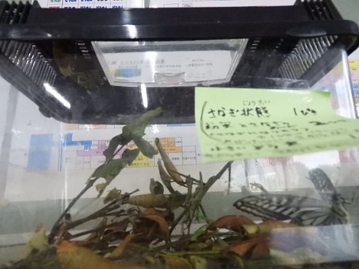 羽化２
