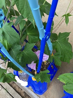 あさがお３