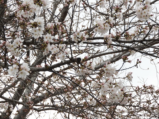 菅谷小学校　桜　開花宣言
