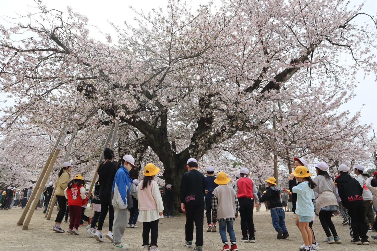 お花見集会