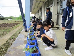 ２年生　野菜を育てよう