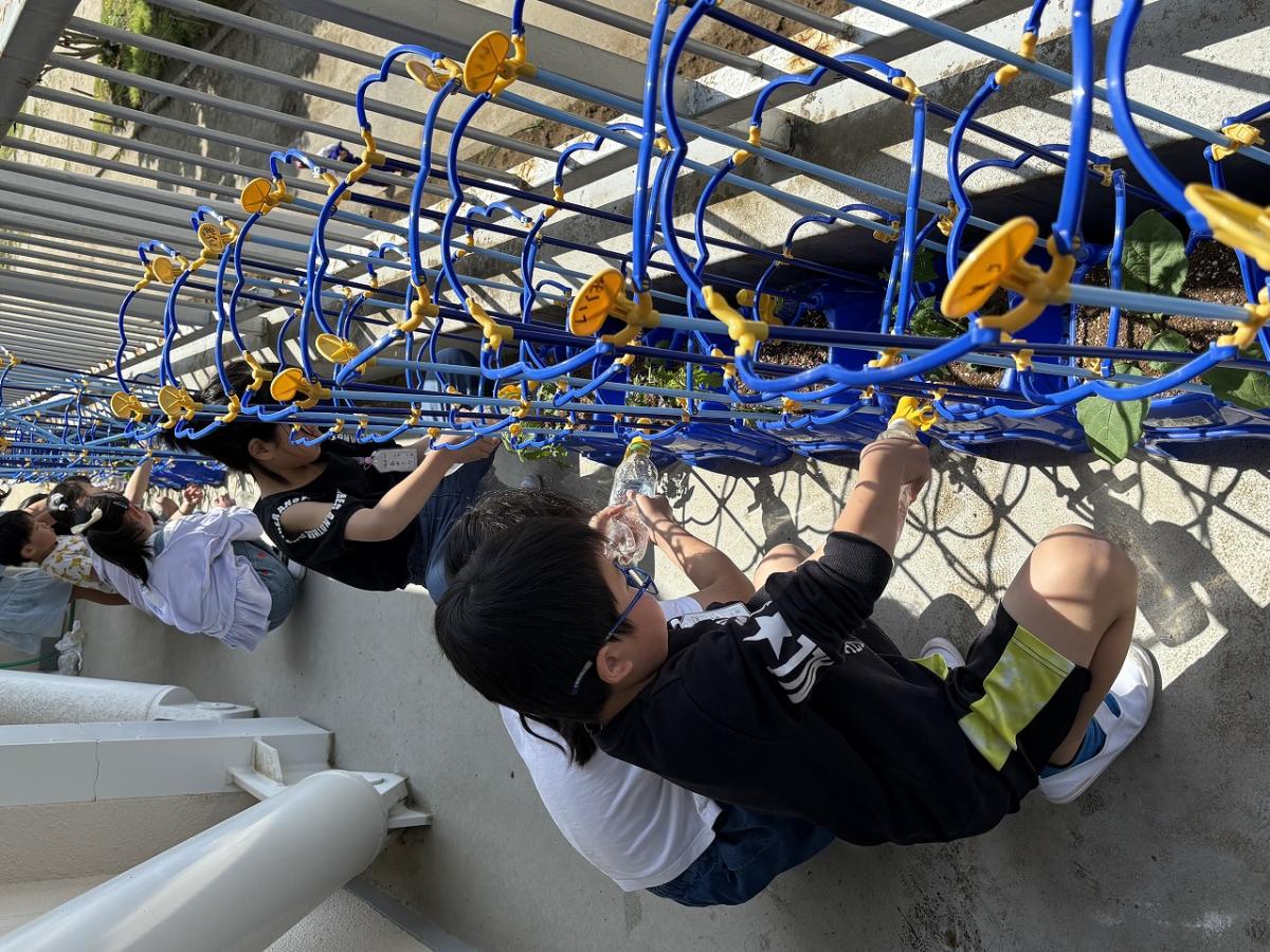 2年生生活科「大きくそだて　わたしの野さい」