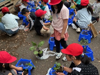 野菜の苗植え（2年、生活科）