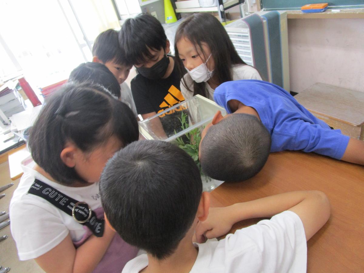５月１５日（木）モンシロチョウやアゲハの幼虫を観察しています