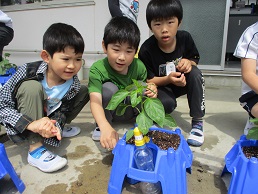 ２年生　野菜を育てよう