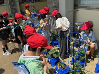 野菜の観察（２年生）