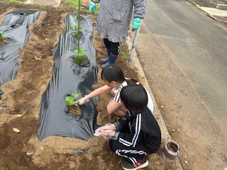 夏野菜の苗植え