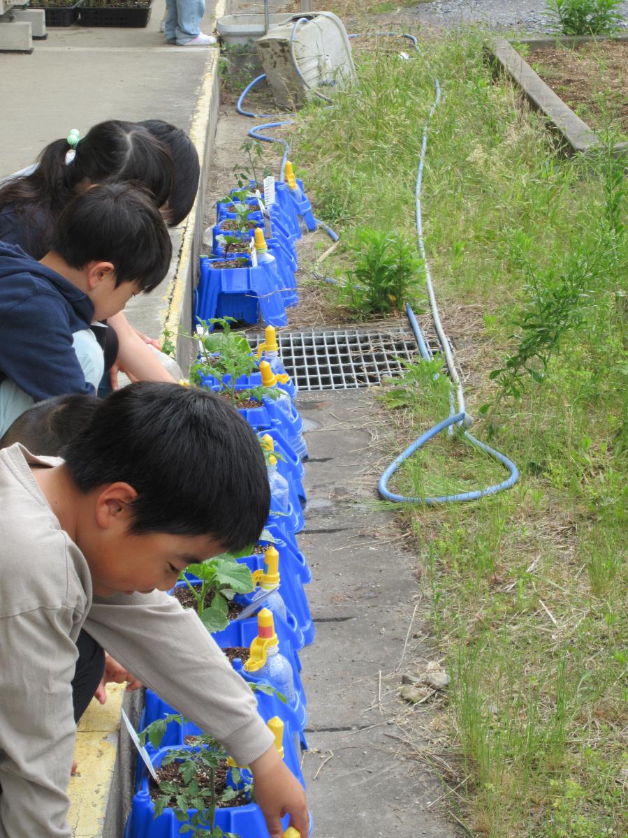 ５月２７日（火）２年生　野菜が大きくなりました
