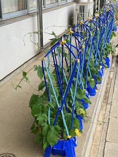 今朝の菅谷小