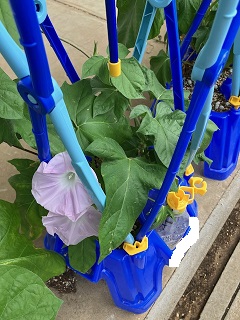 アサガオの花が咲きました！