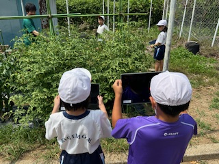 夏野菜の観察（３年生）