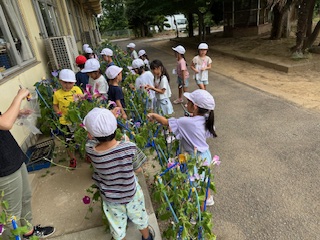 アサガオの花から（１年生）