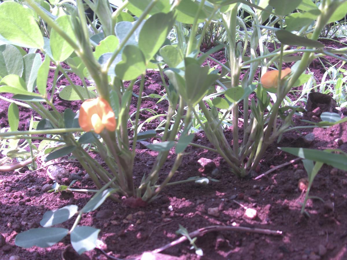 ７月１１日（金）２年生　落花生の花が咲きました